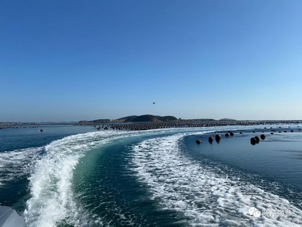 大連海參,曉芹海參,海參,海參捕撈,海參原產(chǎn)地,秋參.jpg 大連海參,曉芹海參,海參,海參捕撈,海參原產(chǎn)地,秋參.jpg