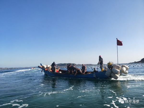大連海參,曉芹海參,海參,海參捕撈,海參原產(chǎn)地,秋參.jpg 大連海參,曉芹海參,海參,海參捕撈,海參原產(chǎn)地,秋參.jpg