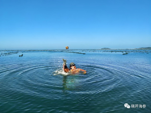 大連海參,曉芹海參,海參,海參捕撈,海參原產(chǎn)地,秋參.jpg 大連海參,曉芹海參,海參,海參捕撈,海參原產(chǎn)地,秋參.jpg