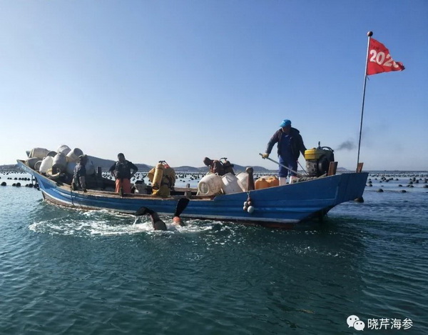 大連海參,曉芹海參,海參,海參捕撈,海參原產(chǎn)地,秋參.jpg 大連海參,曉芹海參,海參,海參捕撈,海參原產(chǎn)地,秋參.jpg