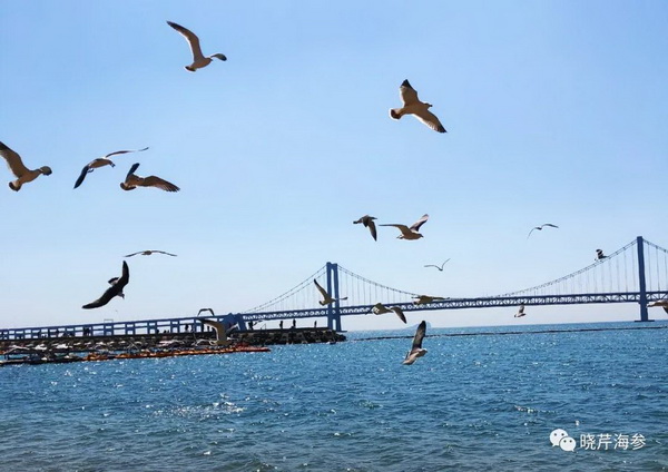 風(fēng)吹浪涌,曉芹,大連海參,曉芹海參,海參,電影,院線.jpg 風(fēng)吹浪涌,曉芹,大連海參,曉芹海參,海參,電影,院線.jpg